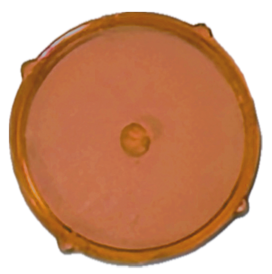 Orange Crystal Clear Transparent Faceplate For Apple iPod Classic 6th 7th Generation A1238 Plastic